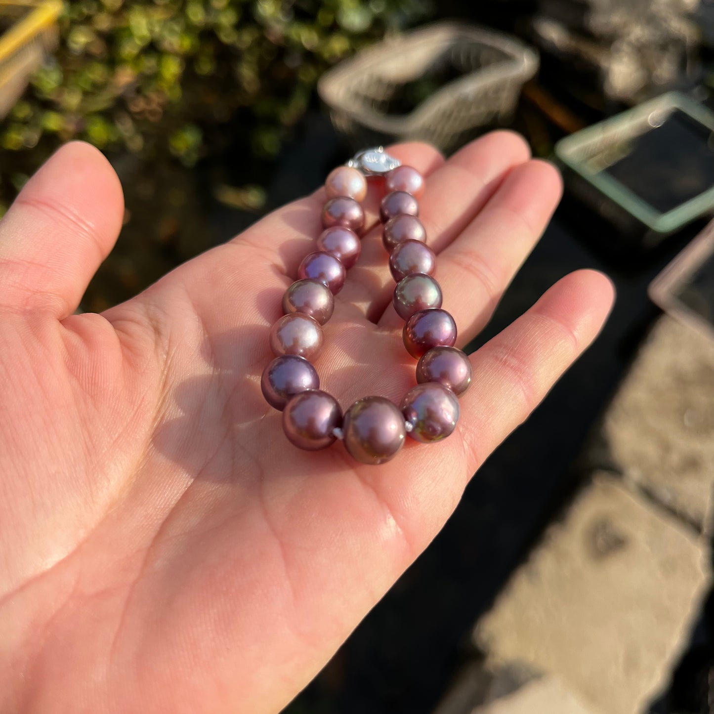 (B036) Full pearl Edison bracelet/purple bracelet--S925