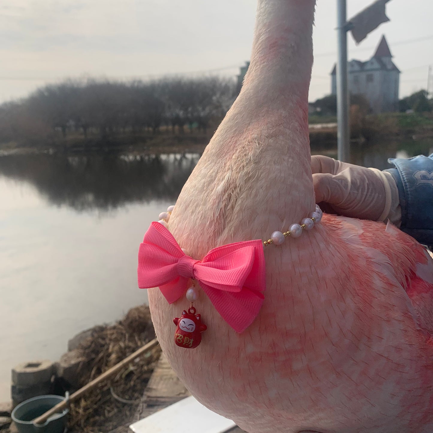 Pet necklace/fresh water pearl necklace/N111