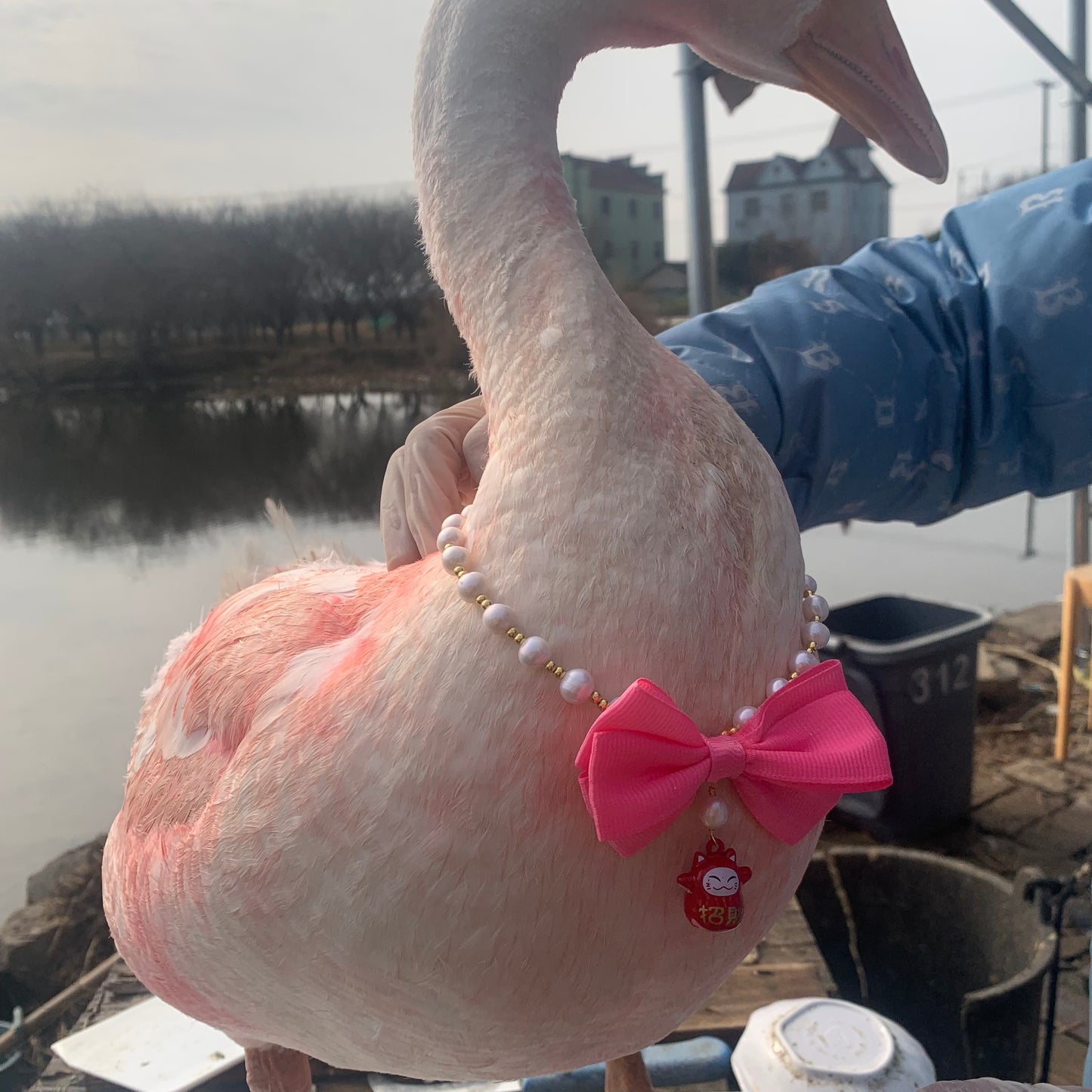 Pet necklace/fresh water pearl necklace/N111