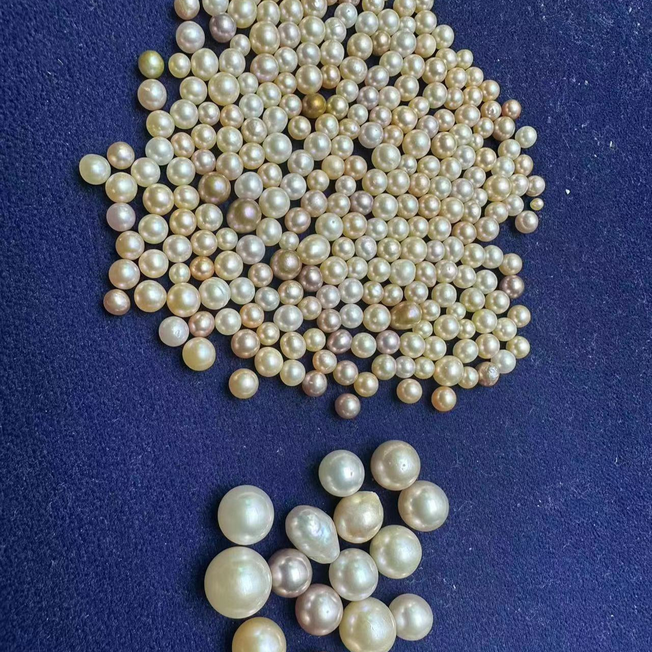 【Live Promotion】Supreme akoya oyster opening