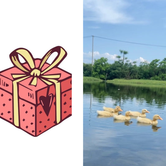 lucky ducky(mystery jewelry box)