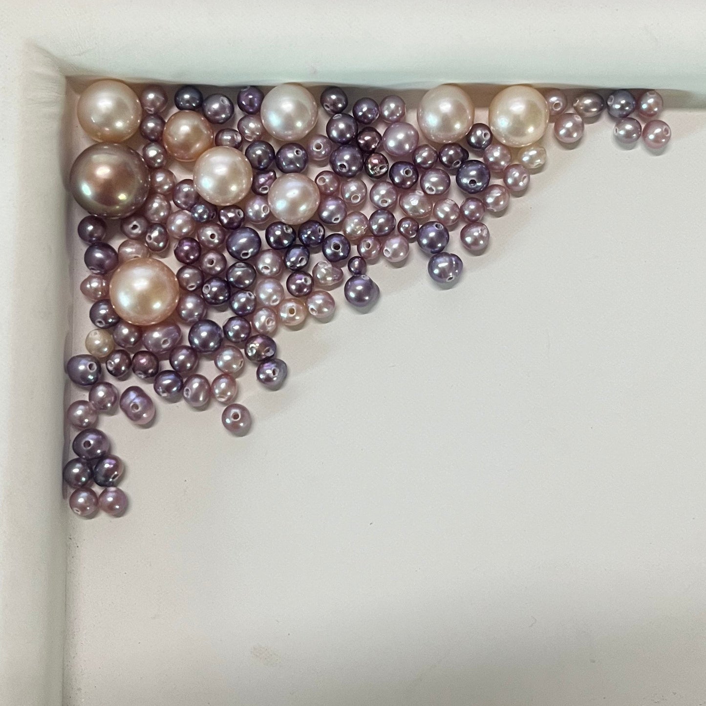 【Live】Purple akoya oyster opening