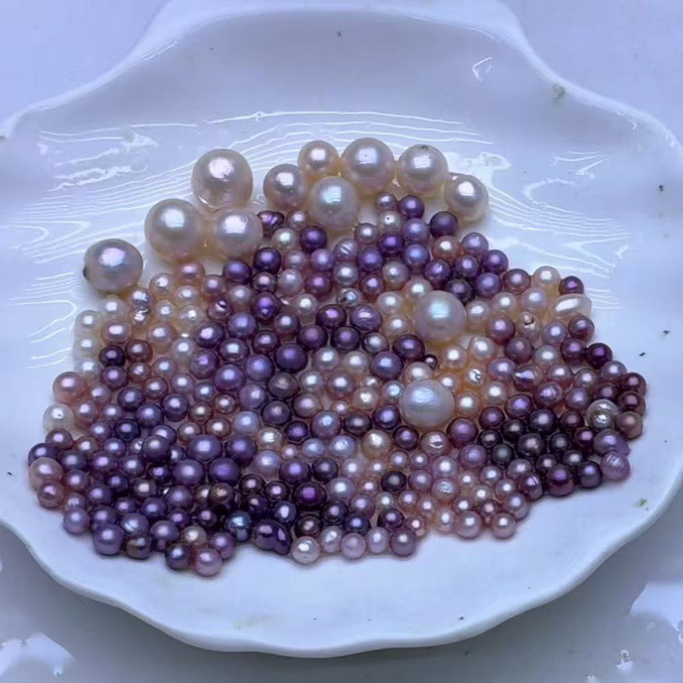 【Live】Purple akoya oyster opening