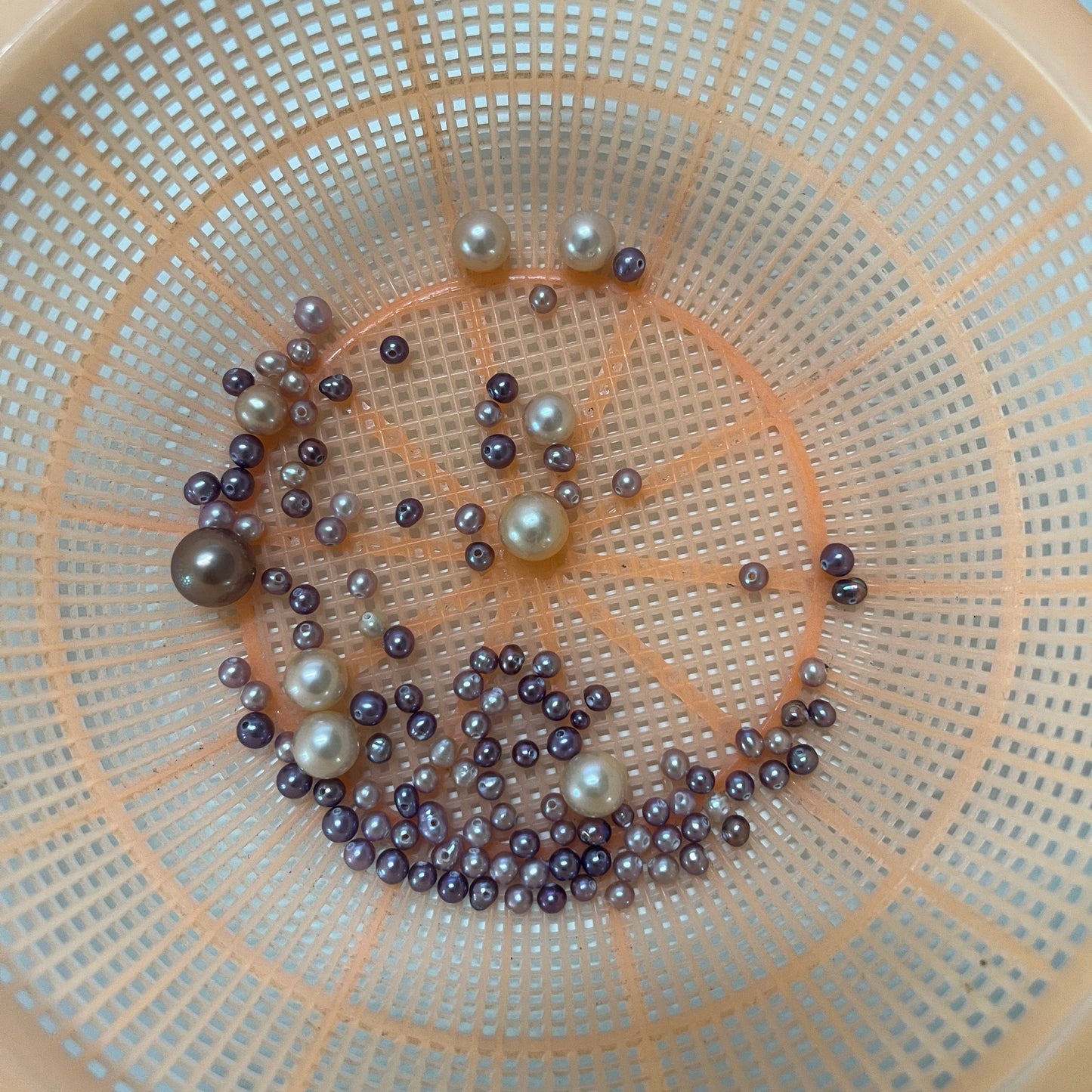 【Live】Purple akoya oyster opening